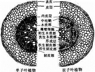 (分裂细胞),伸长区(使根生长),成熟区(吸收水分和无机盐) 1,花的结构