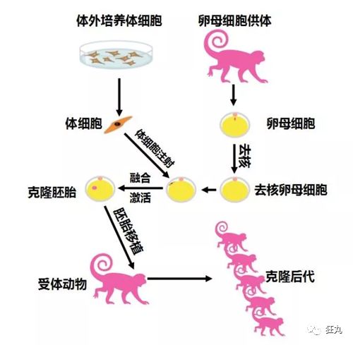 而「体细胞克隆」的实验步骤简单概括就是 先把代孕母猴的卵母细胞去