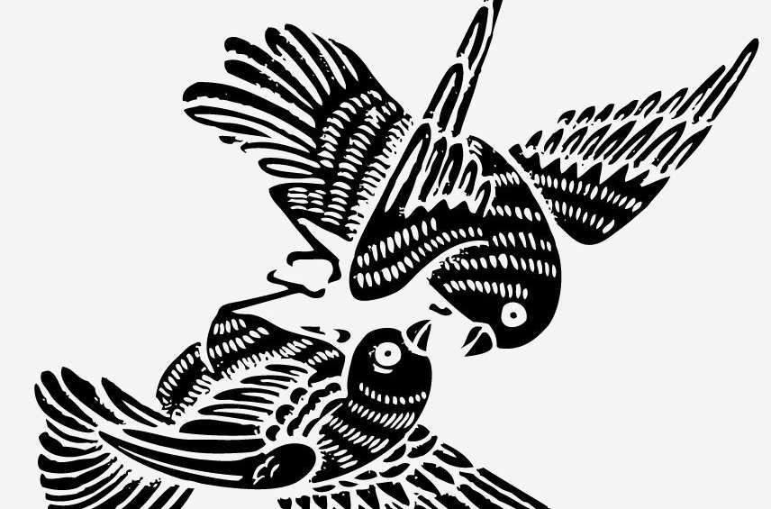 比翼鸟