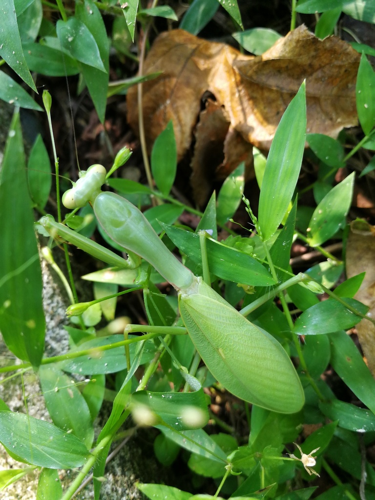 细长型 中华斧螳hierodula chinensis,分布于中国东南部(越南?