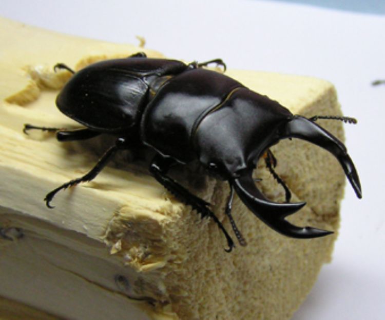双齿黑陶锹甲中国大锹(亚种-日本大锹 dorcus hopei