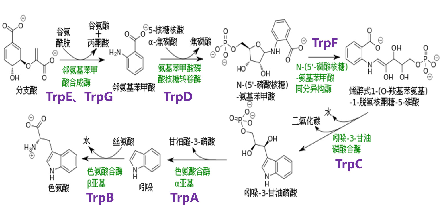 深入浅出原核基因表达调控乳糖操纵子色氨酸操纵子 哔哩哔哩