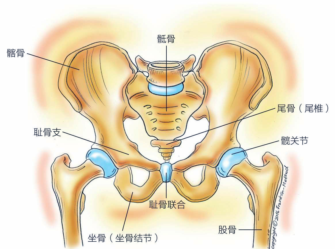 骨盆解剖与功能Ⅰ骨盆由两部分组成,每一部分包括3块骨骼:髂骨,耻骨和