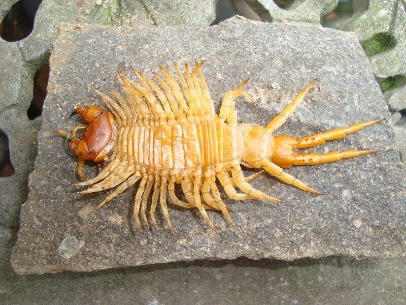 【蜈蚣之最系列】分布最广-赤蜈蚣 scolopendra morsitans