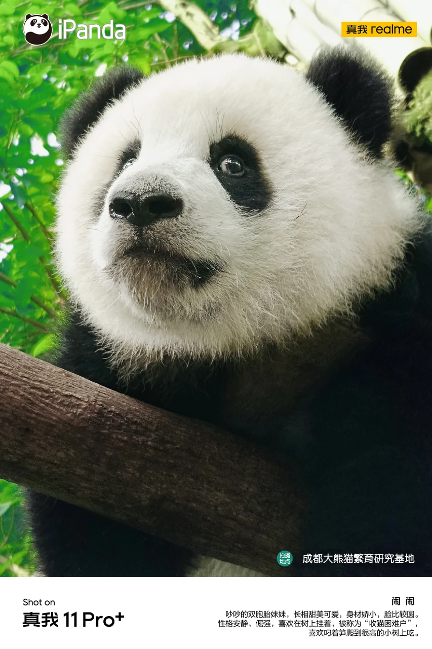 什么动物能打败熊猫 3c72b3ff49f274ee0687abeeb69963756a1e0bb5.png