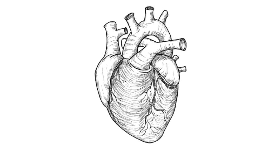 心脏怎么画教你画出3d写实的心脏画法技巧