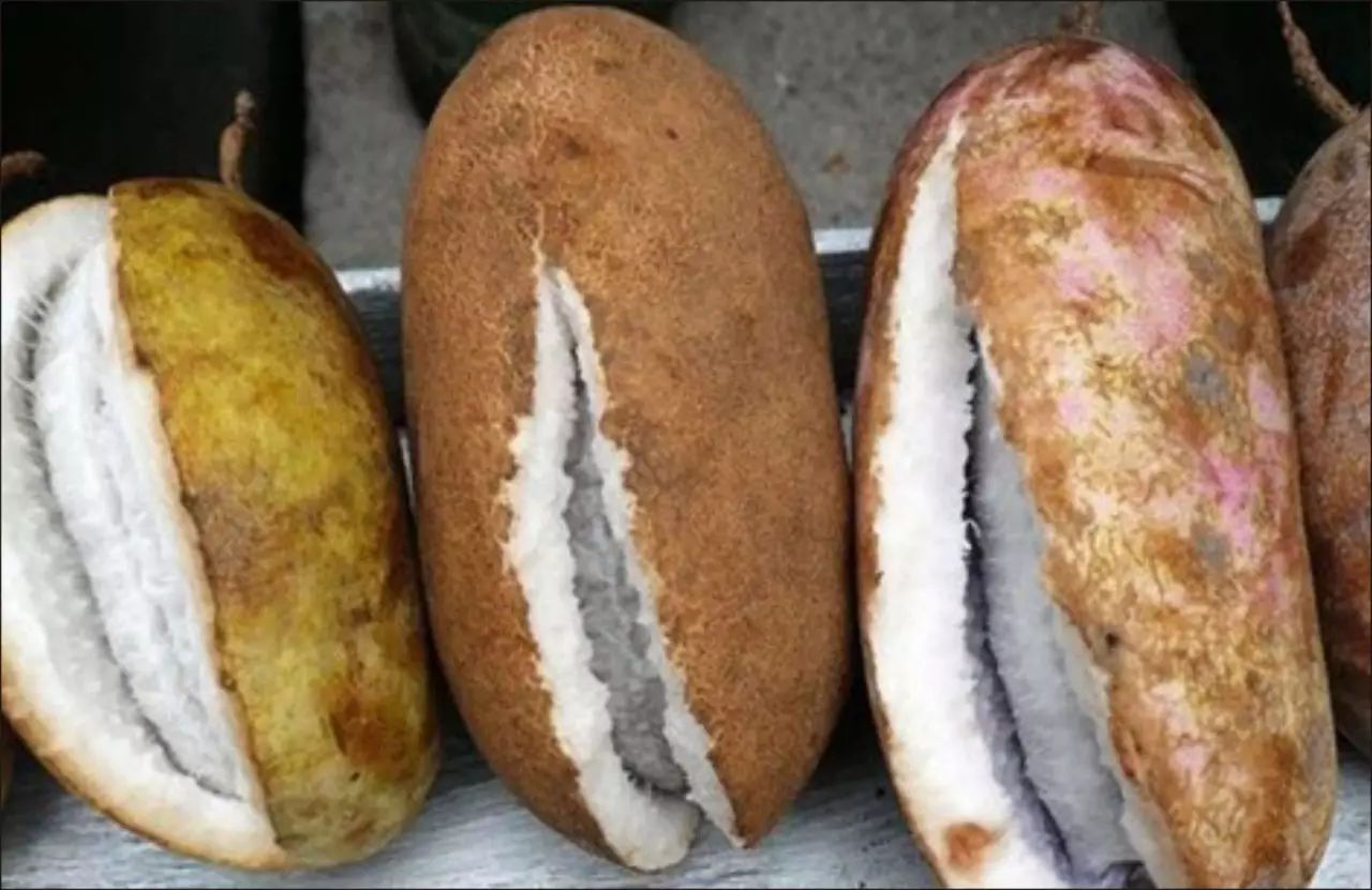 八月瓜,九月炸