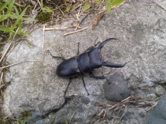 泰坦扁锹甲巨陶锹甲/扁锹甲 serrognathus(dorcus titanus