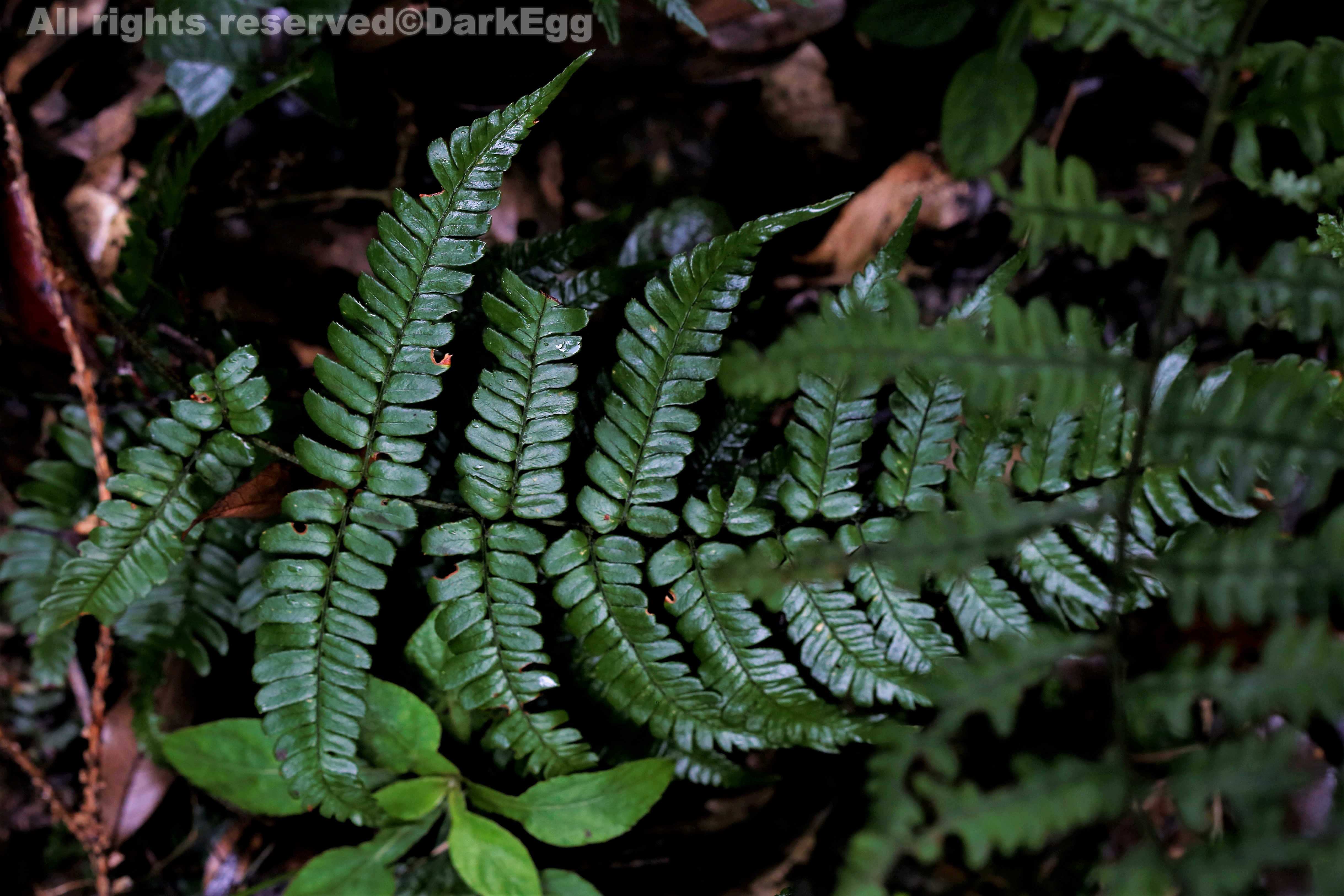 黑足鳞毛蕨 dryopteris fuscipes