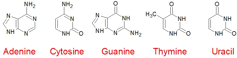 五种含氮碱基