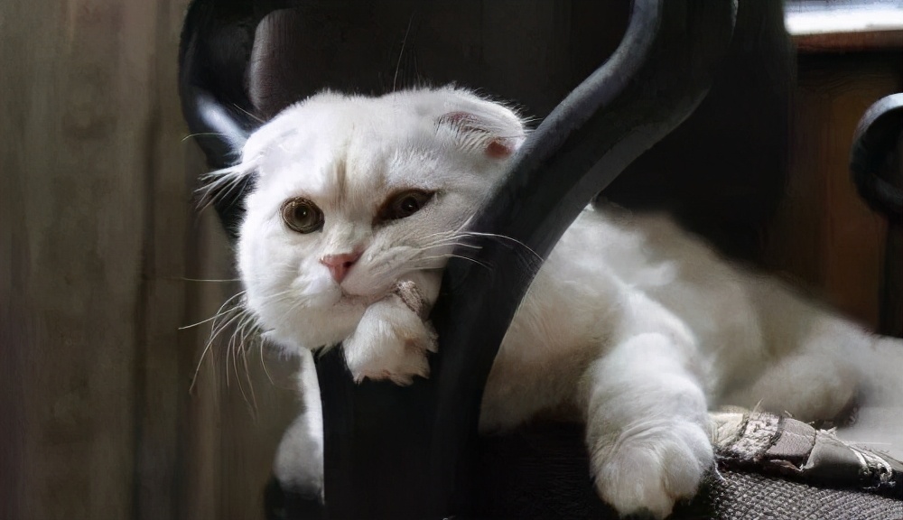 3,猫咪的运动量