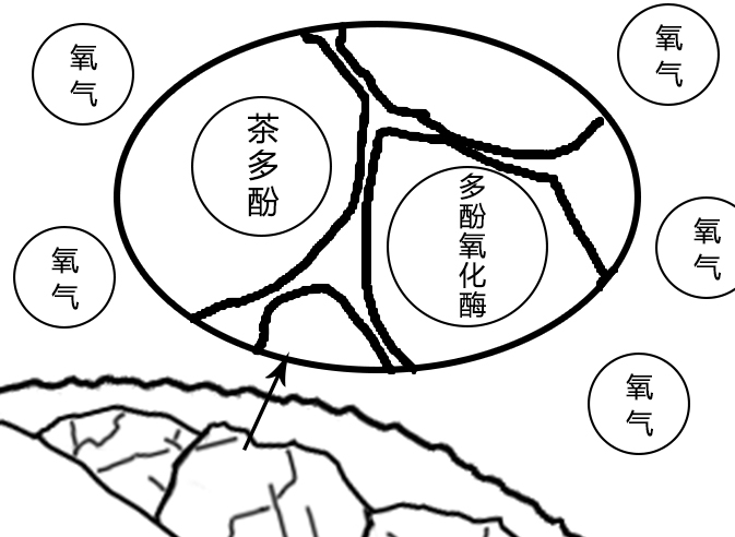 完整的茶叶细胞