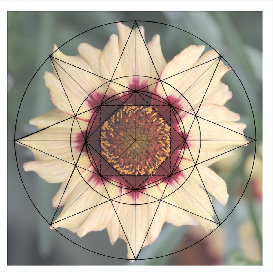 花朵的隐秘几何4:暴力拆解花朵的几何结构 (从6瓣到13瓣)