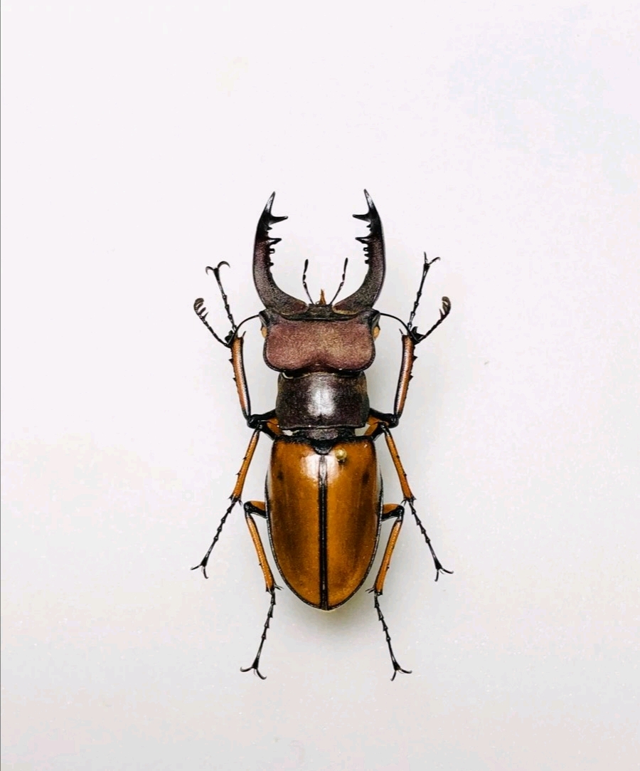 黄鞘深山锹甲 lucanus delavayi