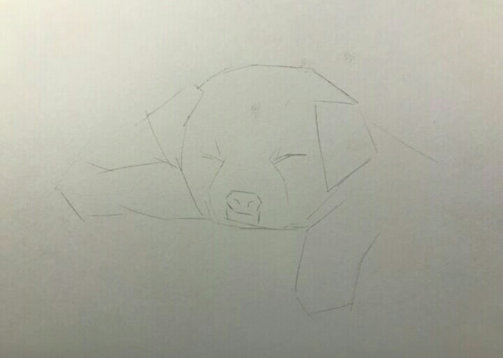 动物手绘拉布拉多犬彩铅教程