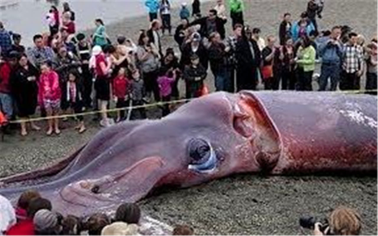 世界上最大的乌贼:寿命450天能长20米长,无视鲸鱼外的任何动物