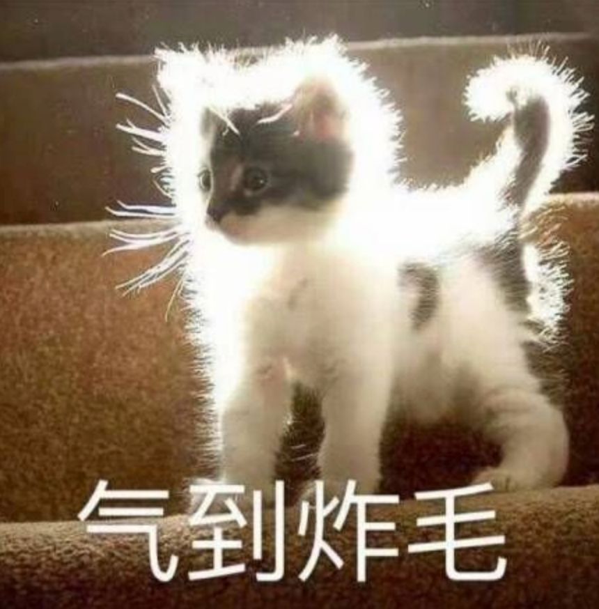 猫咪:气的我都炸毛了!咦?我忘记我已经没有毛了.