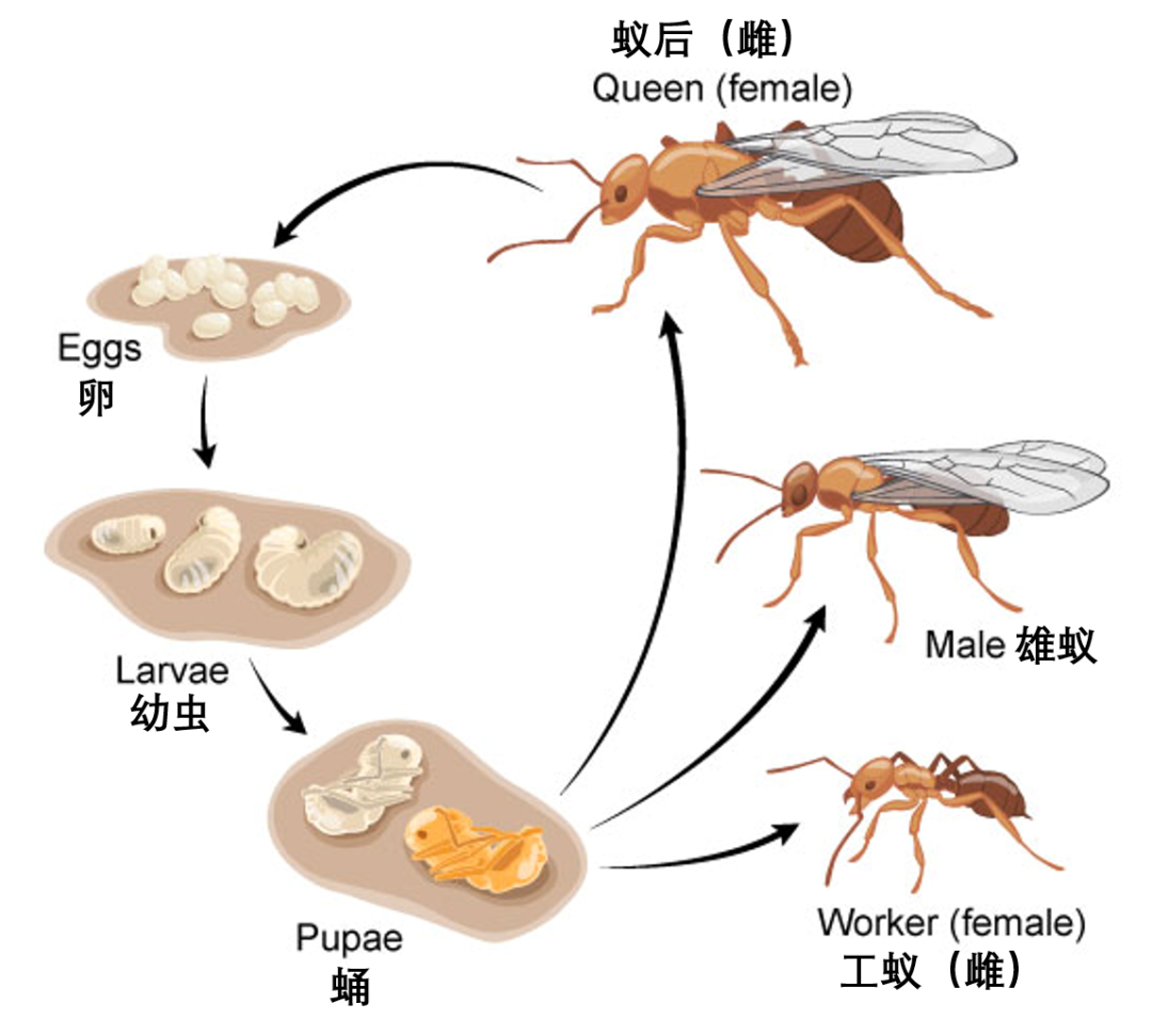 受精卵发育成雌蚁,未受精的发育成雄蚁   图源:wikipedia