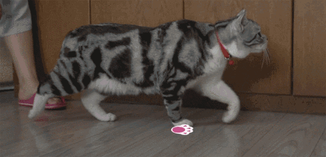 真没想到,猫走路竟然有这么大学问!快看看你家猫的姿势标准吗?