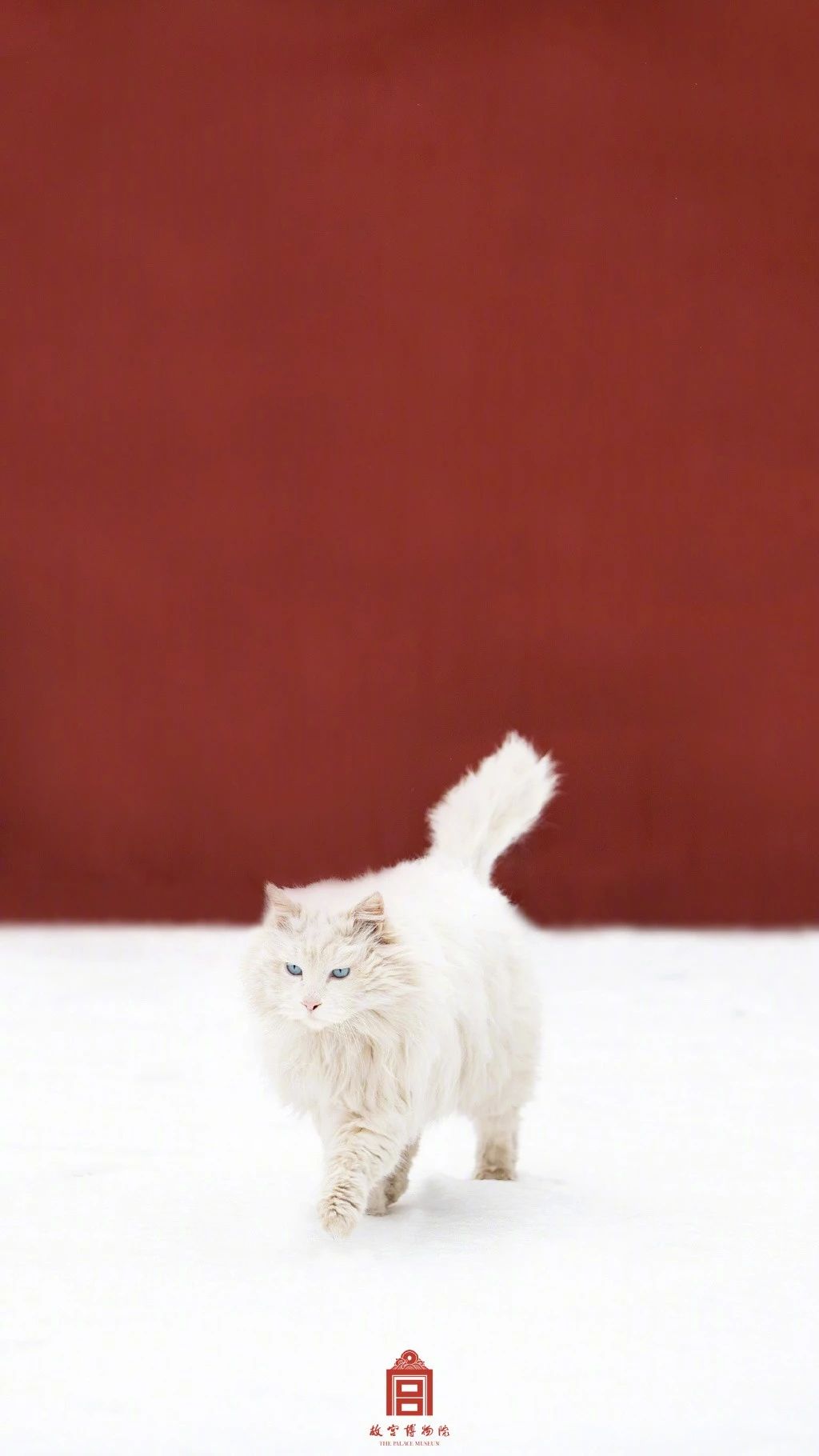 【周一闭馆】的故宫雪景有多美?"皇宫御猫"带你走一圈
