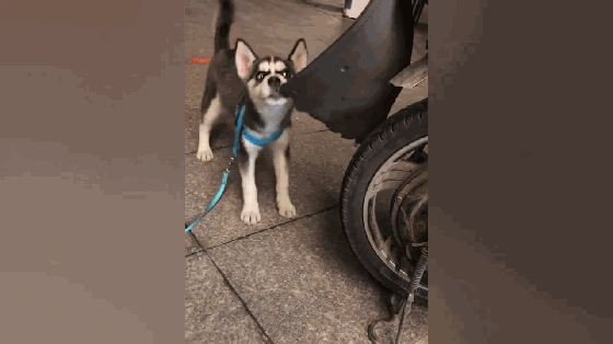 哈士奇犯二拆电动车,边拆边蹦迪,主人欲哭无泪