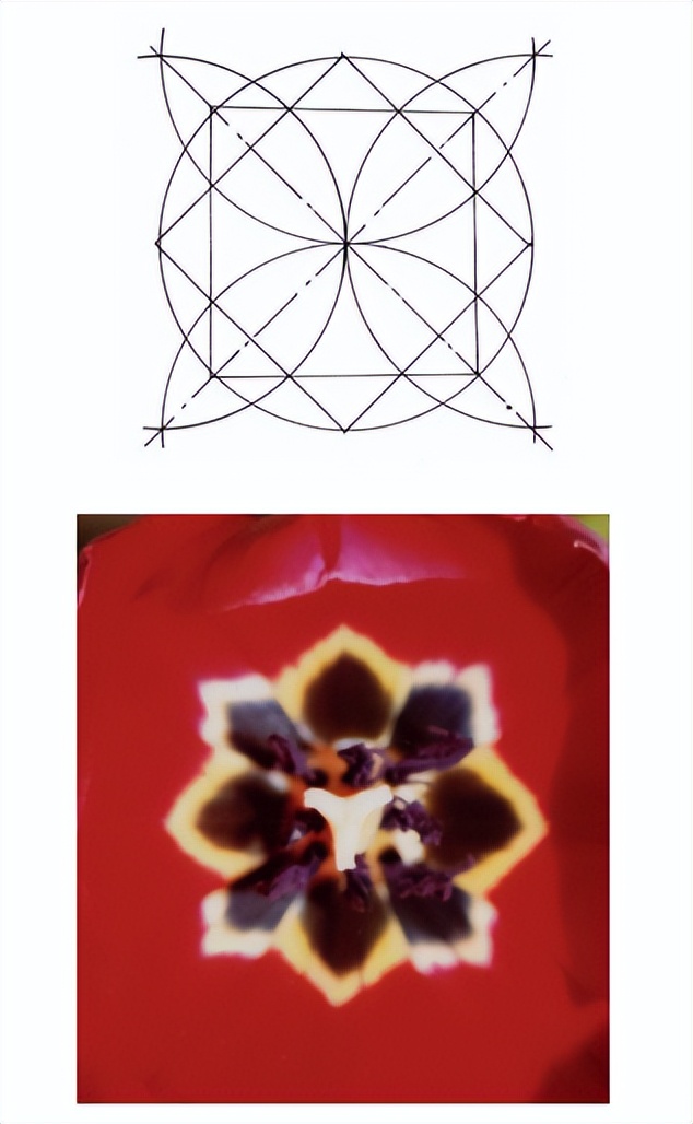 花朵的隐秘几何4:暴力拆解花朵的几何结构 (从6瓣到13瓣)