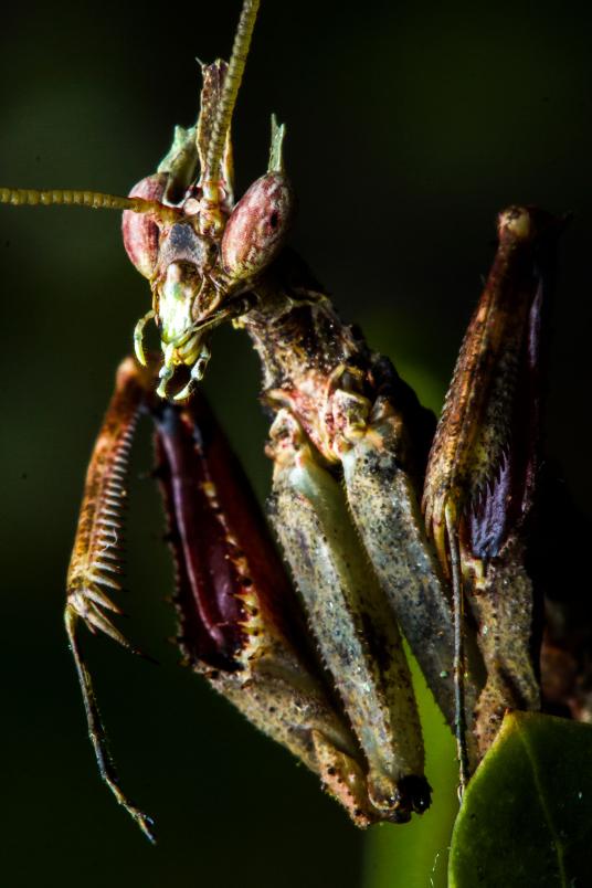龙螳和其他螳螂相比有些古怪的特征,比如口器更长.