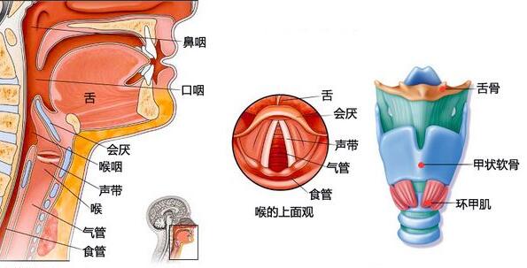 唱歌不好听,是因为它掐住了你的嗓子