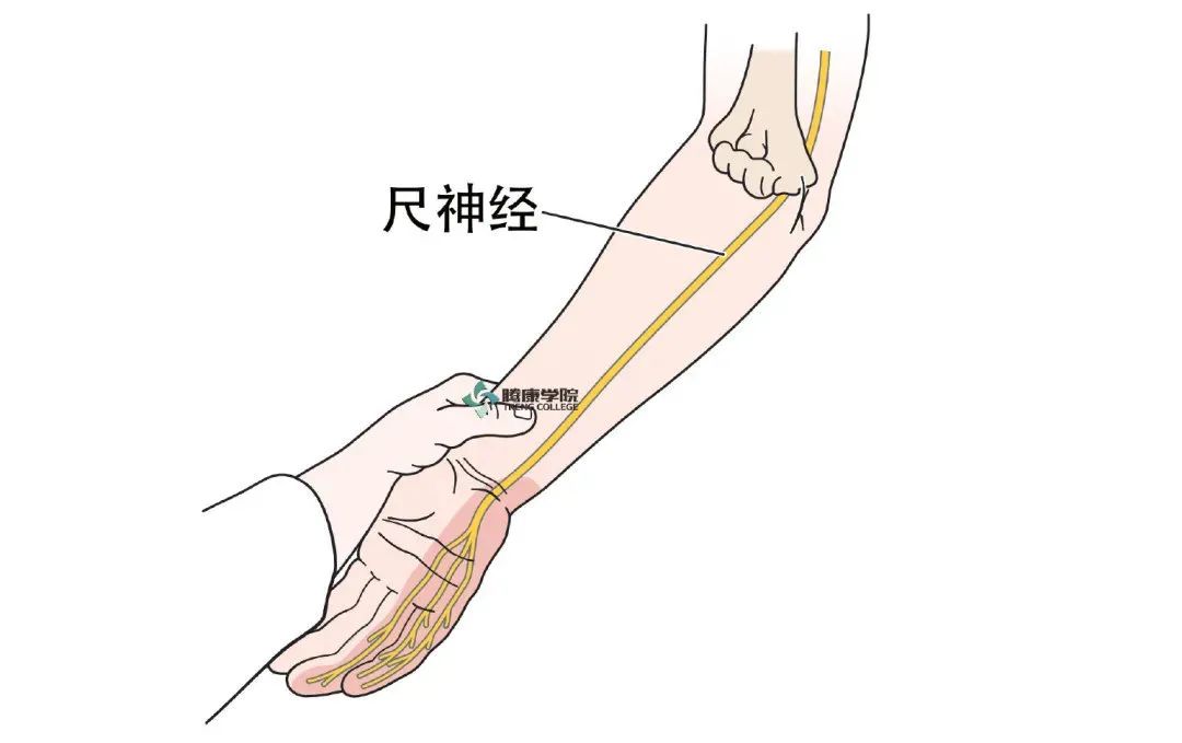 尺神经解剖及神经卡压点