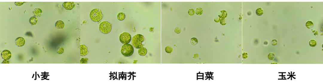 完成过的物种包括模式植物,粮食作物,经济作物,果树,蔬菜,林木,藻类等