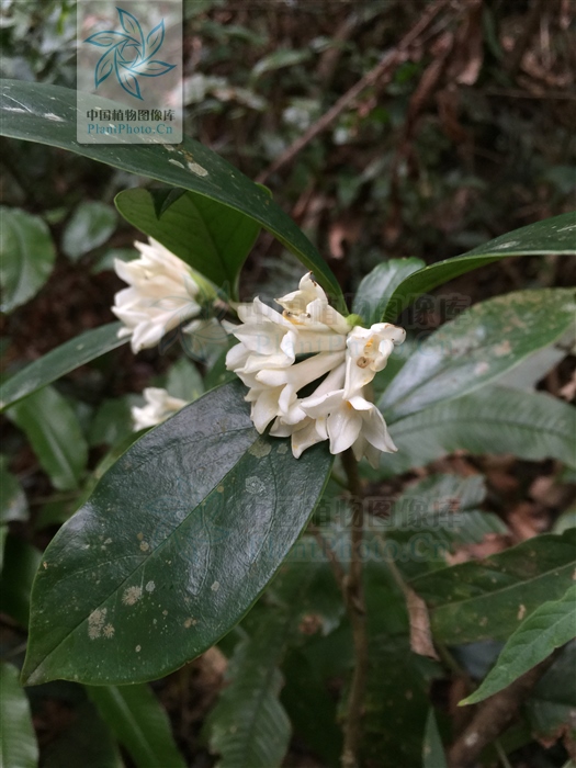 缙云山的模式植物五缙云瑞香及其变种毛柱瑞香