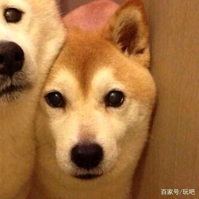 【情头】沙雕情头