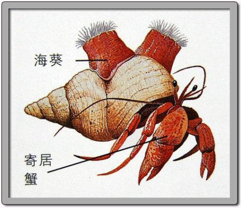 寄居蟹与海葵的寄生共生关系