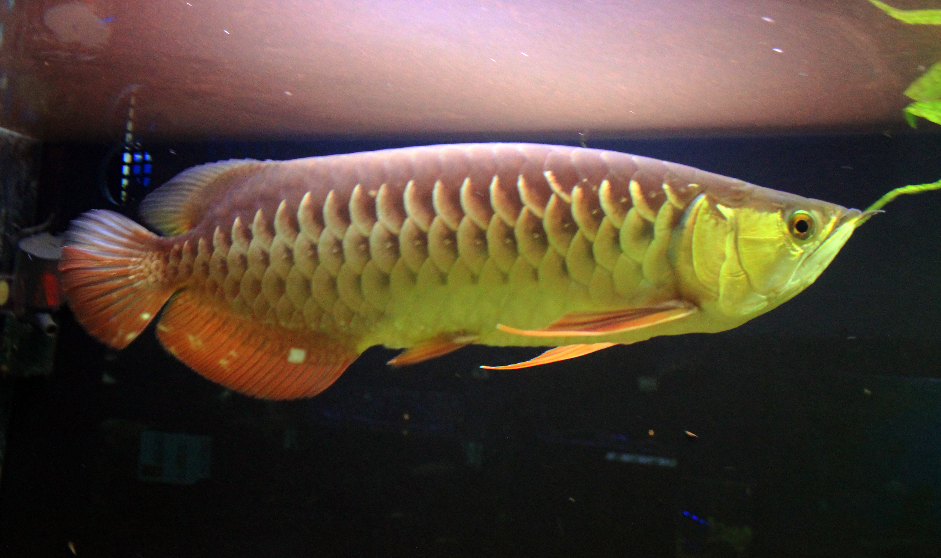 7.澳洲肺鱼(neoceratodus forsteri)附录二→二级