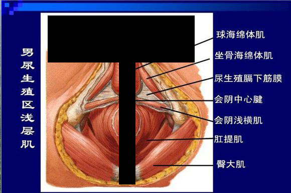 男性盆底浅层肌肉