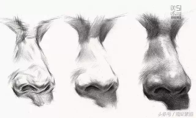 素描局部鼻子全面解析,特征、年龄、各角度怎么画?
