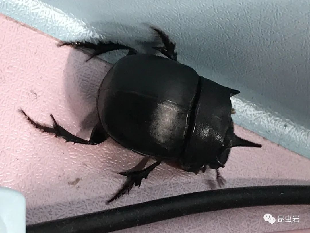 昆虫岩第一集——神农洁蜣螂