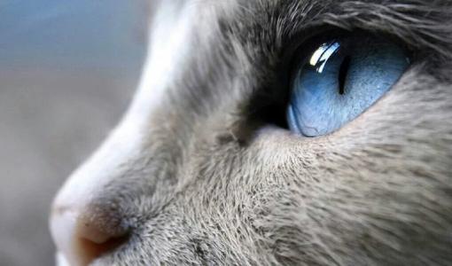 在猫咪的看到的世界里,是没有人看到的那么五彩缤纷.