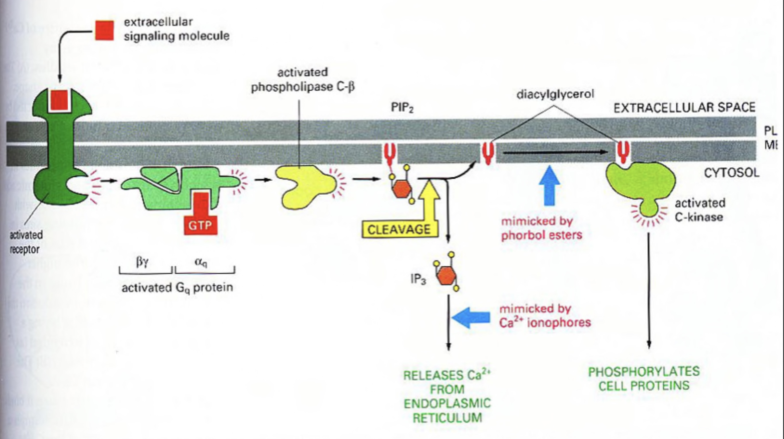 Cell Signal Transduction