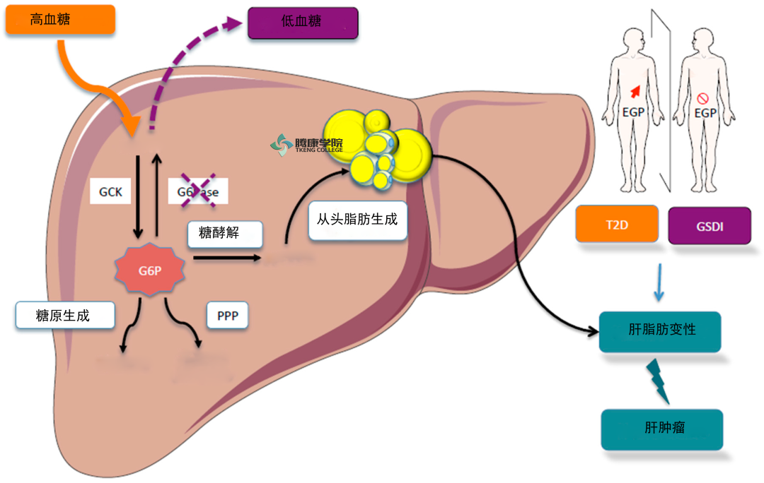 肝脏主要功能及损伤表现