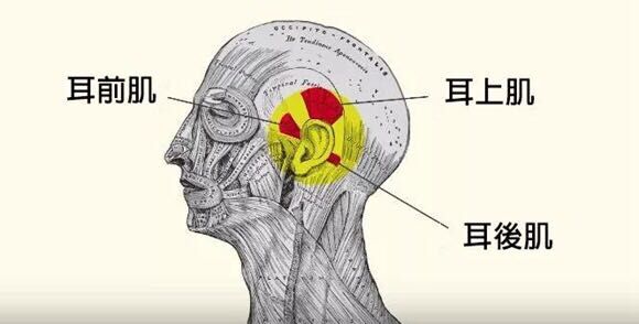 而人类的耳廓早已大变样,基本不存在能改变朝向的可能,这三块肌肉也就