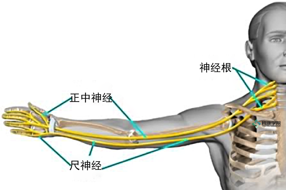 正中神经解剖及神经卡压点