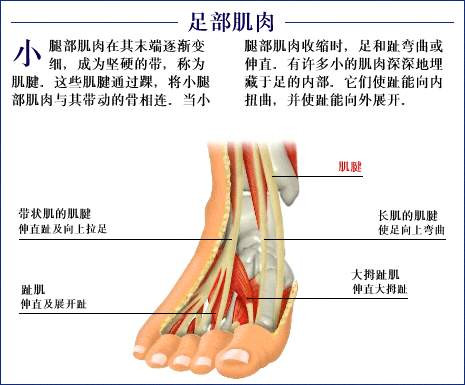 史上最全的人体(组织器官)全图