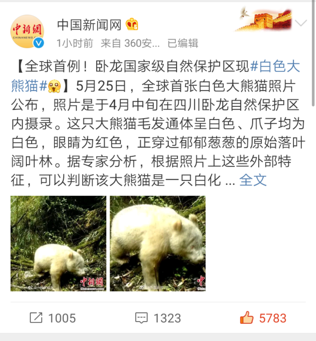 全球第一只白色大熊猫,网友:它是因为洗澡掉色了