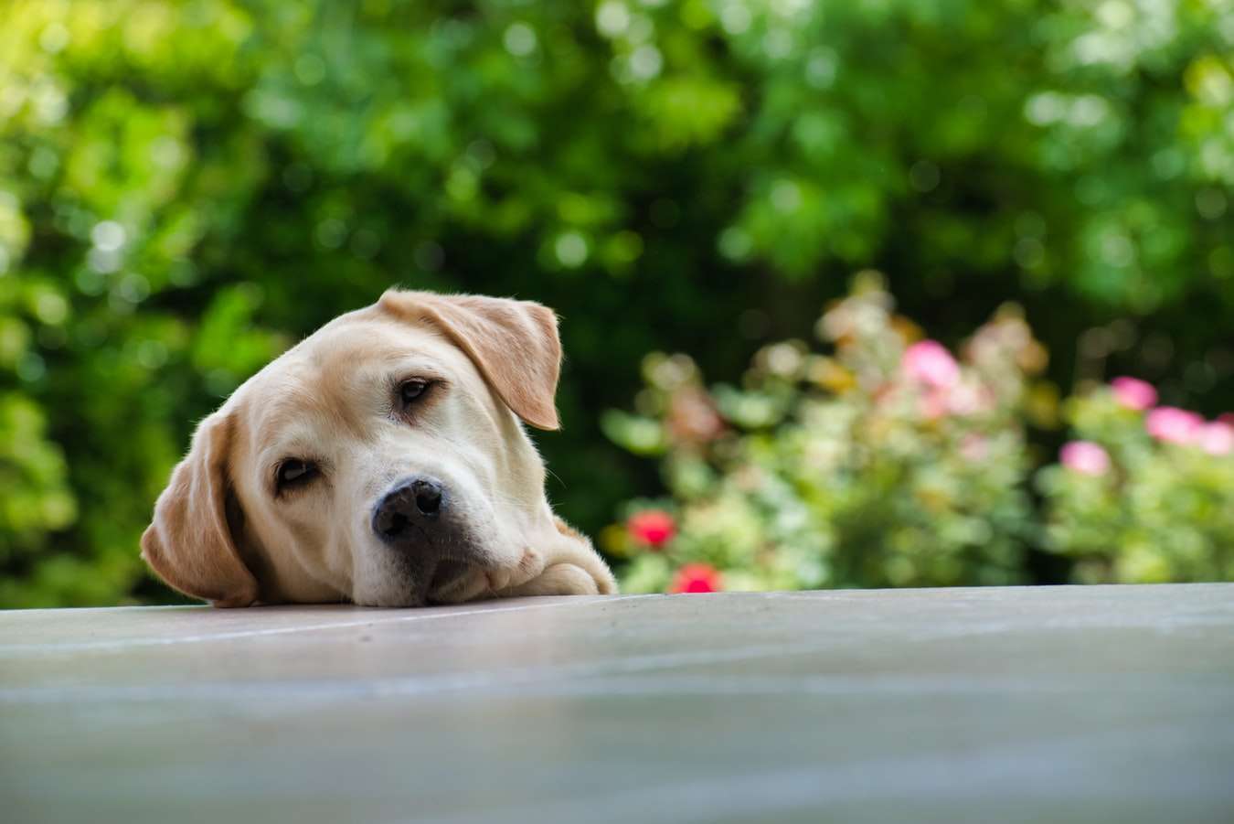  "Captivating Pet Dogs Photos: A Heartwarming Collection of Canine Companions"