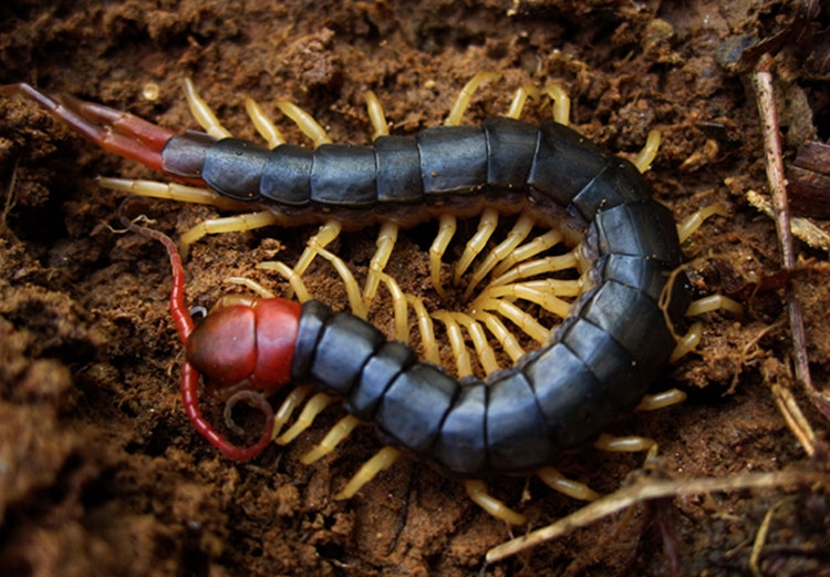 科技 自然 中国蜈蚣录 多棘蜈蚣 -scolopendra multidens