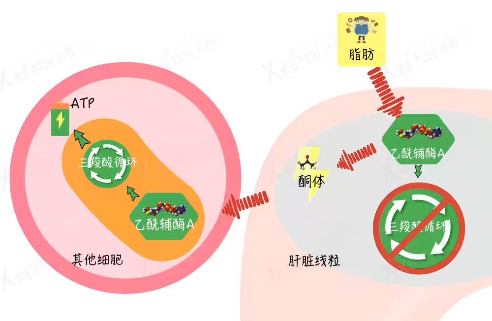 减肥也是技术活,比高考数学最后一题还要难—论酮体的正确测量方法