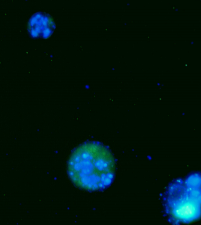 做更真实的实验艾美捷Caspase 1活性分析试剂盒方案 哔哩哔哩