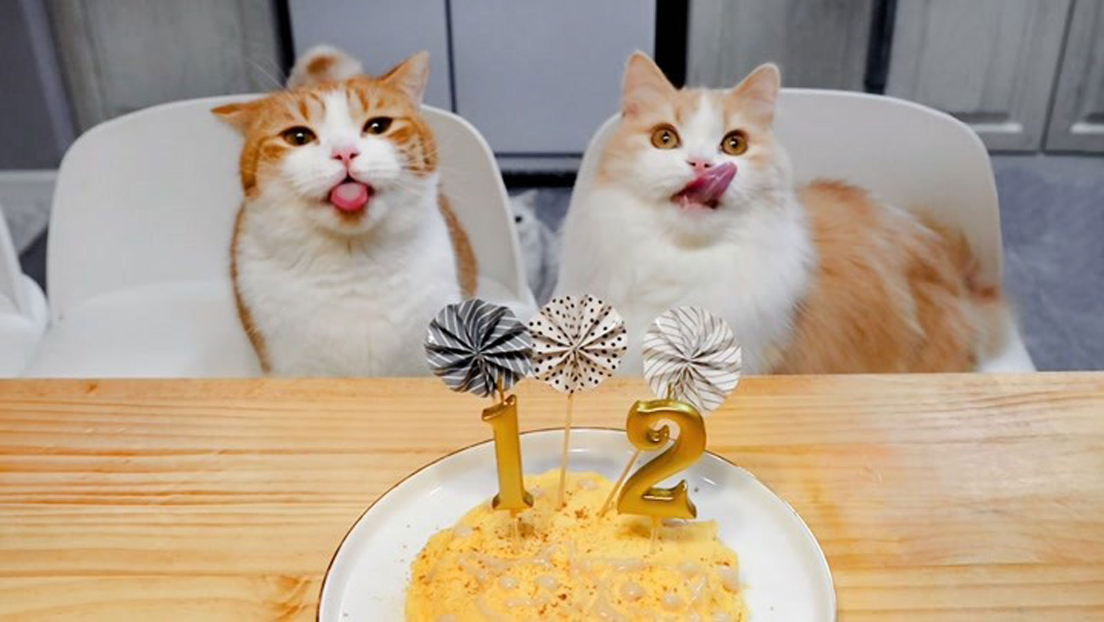 大家都是怎么给猫过生日的?我们吃的生日蛋糕不能给猫吃的原因