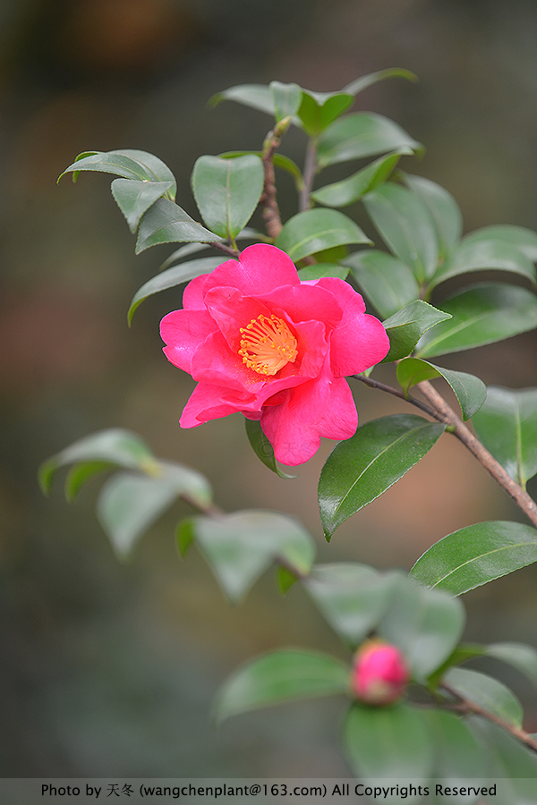 茶梅'立寒' camellia sasanqua 'kanjiro'